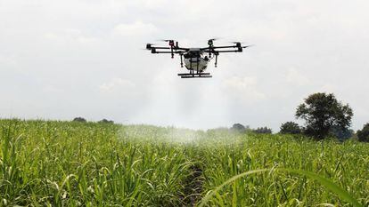 Fumigación de un campo de caña de azúcar mediante un dron. 