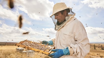 El poder del insecto más fascinante del mundo