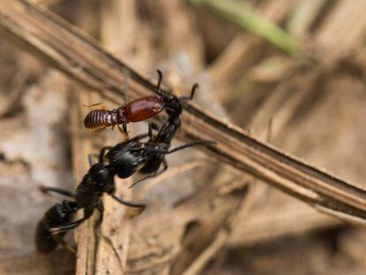 Una hormiga herida por una termita es llevada por una compañera.
