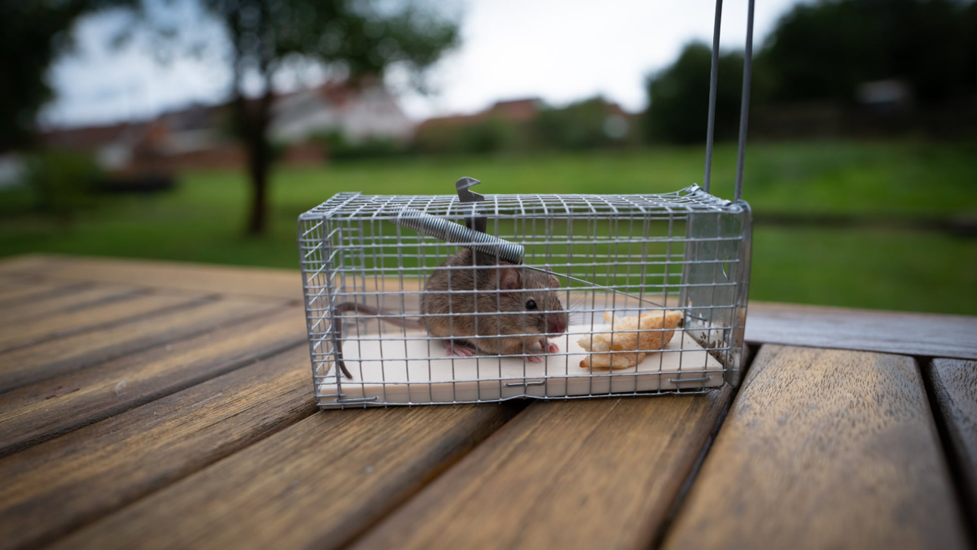 Trampas para ratones sin matarlos - Tiendanimal