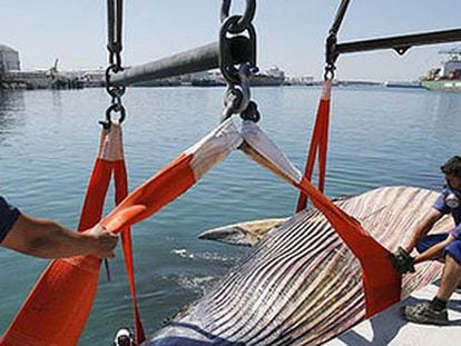 La autoridad portuaria evacua a la ballena, ya sin vida, en el puerto de Barcelona