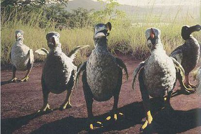 Reconstrucción de ejemplares de dodos en su hábitat natural.