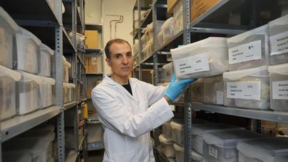 El ecólogo Fernando Maestre, en su laboratorio de la Universidad de Alicante, en septiembre de 2023.
