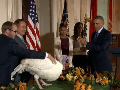 Obama amnistía a los dos pavos de Acción de Gracias