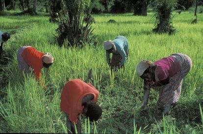 Unas campesinas ghanesas trabajan en el campo.