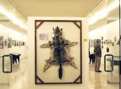 Piel de lobo expuesta en la sala de muestras de la Diputación de Lugo.
