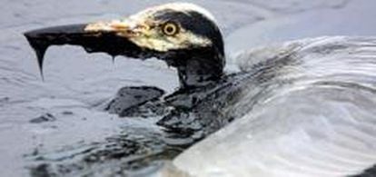 Animales han sido las víctimas del vertido del petróleo.