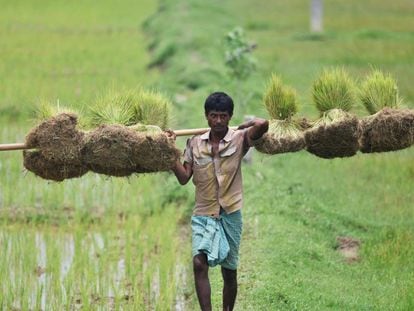 Un campesino trabaja en un campo de arroz en Guwahati, al noreste de India