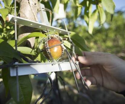 Una nectarina con un sensor de dendrometría en la finca de Primor.