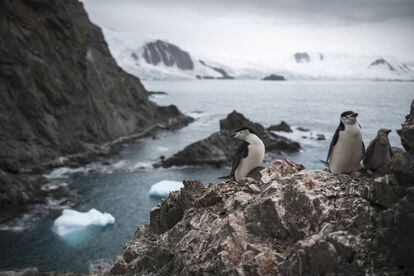 Un grupo de pingüinos, en la Antártida el 11 de febrero pasado.