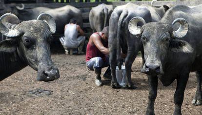 Unos campesinos ordeñan los búfalos de la Cooperativa Ecobúfalo Campesino para la elaboración y comercialización de queso.