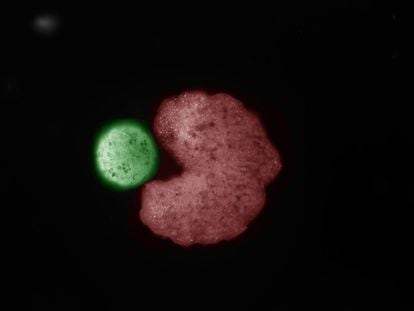 Un organismo "padre" diseñado por la IA (forma de C; rojo) junto a células madre que han sido comprimidas en una bola ("descendencia"; verde)".