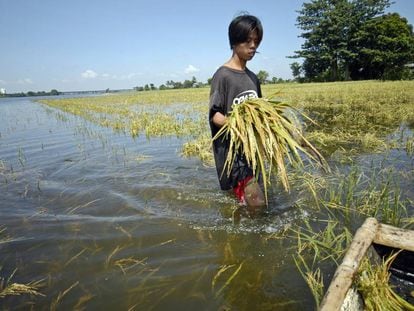 Un hombre camina por una plantación de arroz inundada.
