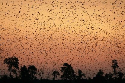 Hay especies de quirópteros que se acercan a las farolas a cazar, mientras otras huyen de la luz. En la iamgen, murciélagos de la fruta volando en el Parque Nacional de Kasanka (Zambia).