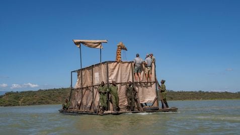 El rescate de una de las jirafas del Lago Baringo. En vídeo, las imágenes de la operación.