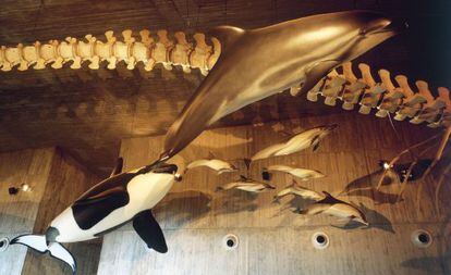Sala de cetáceos del museo de Parque Dunar, en Matalascañas.
