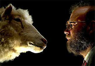 El científico Ian Wilmut observa la cabeza disecada de la oveja <i>Dolly</i> en un museo de Edimburgo.
