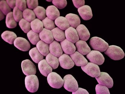 Las bacterias resistentes a antibi&oacute;ticos matan a cientos de miles de personas al a&ntilde;o