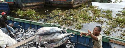 Descarga de atunes en el puerto industrial de Abidjan, en Costa de Marfil. Los países subtropicales serán los que más pesca pierdan si no se invierte el calentamiento global.