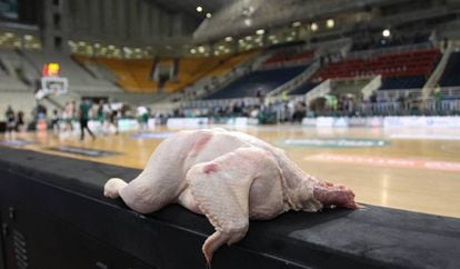 El pollo que apareció en el banquillo de Olympiacos en el OAKA.