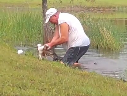 Un hombre de 74 años salva a su perro de las fauces de un caimán en Florida