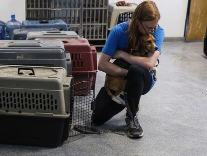 Un trabajador de rescate abraza a un cachorro de beagle rescatado en Virginia, Fairfax, el 8 de agosto de 2022.