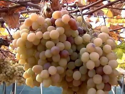 Las uvas, un 30% más caras