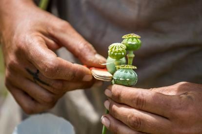 Estelle, une femme française d'une trentaine d'années de la région de Perpignan, fend des capsules de pavot avec une lame de rasoir entre des bâtonnets de popsicle pour obtenir de l'opium, dans une ferme de sésame à Tolède.