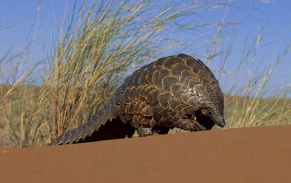 El pangolín es la mayor víctima del tráfico de fauna salvaje, principalmente en Asia y en África. En estos dos continentes hay ocho especies diferentes, dos de ellas en grave peligro de extinción según la UICN: el pangolín chino ('Manis pentadactyla') y el malayo ('Manis javanica'). Estos pequeños mamíferos son conocidos por su armadura protectora, ya que se envuelven sobre sí mismos formando una bola cuando se sienten amenazados. Su cobertura escamosa se destina principalmente a la medicina tradicional china en tratamientos contra diversas enfermedades como el asma, el reuma o la artritis. Además, su carne se considera una delicatessen en varios países asiáticos.