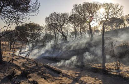 La ministra de Empleo y Seguridad Social, Fátima Báñez, ha confiado en que el incendio de Moguer (Huelva) quede este lunes controlado y ha lanzado un mensaje de "prudencia y tranquilidad". En la imagen, terrenos de Doñana calcinados tras el incendio, el 26 de junio de 2017.
