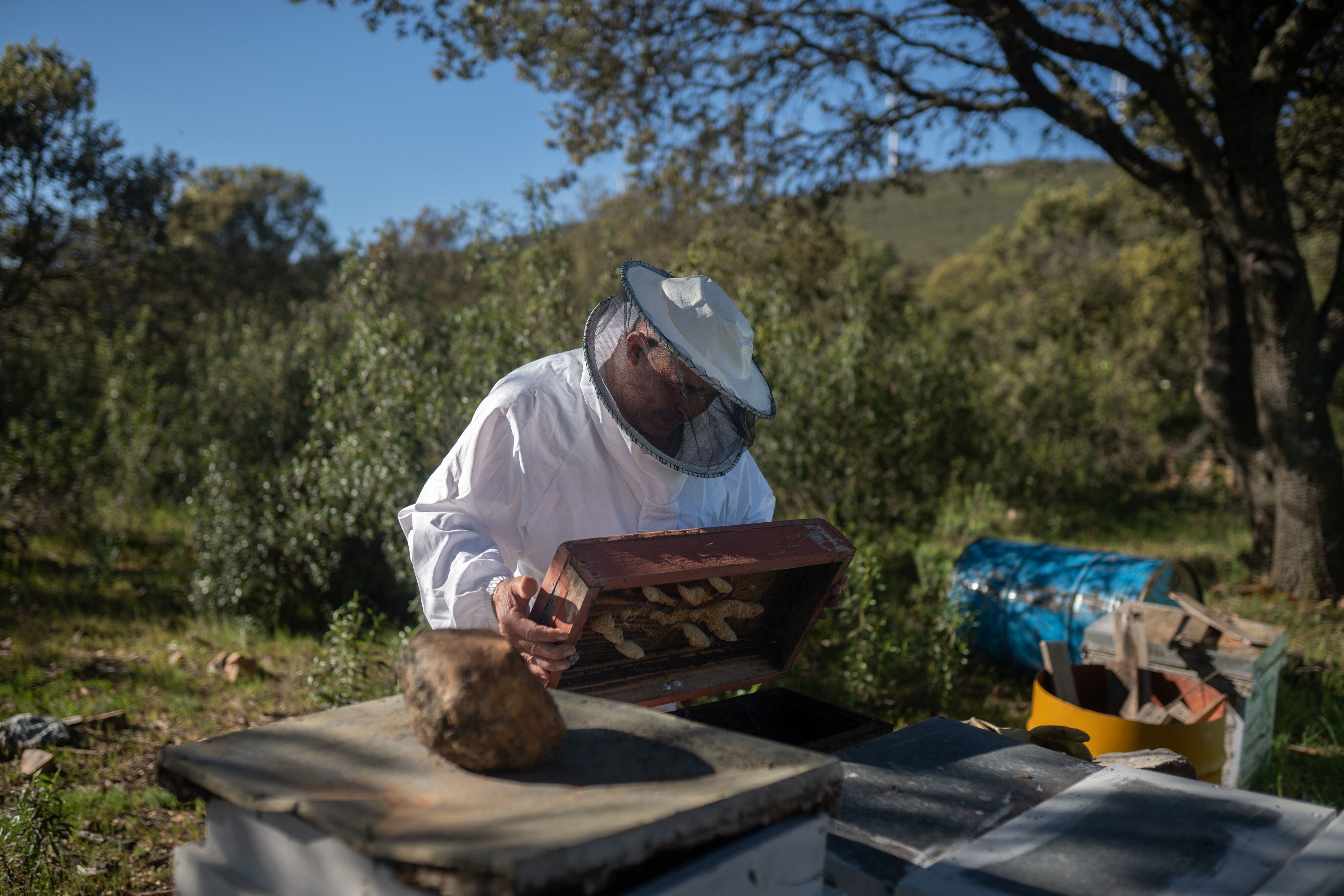 Pedro Vega Alonso, que perdió parte de sus colmenas durante los incendios de 2022, trabaja en una nueva ubicación en la localidad de Faramontanos de Tábara.