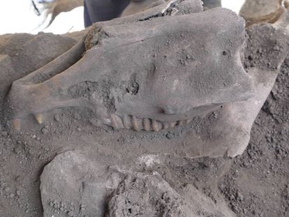 Cráneo de uno de los caballos visigodos hallado junto a las murallas.