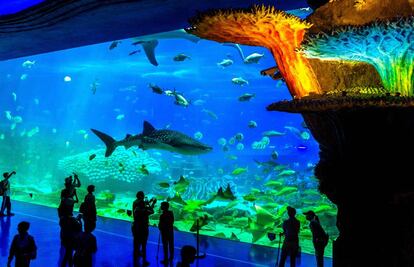 Acuario del Chimelong Ocean Kingdom.