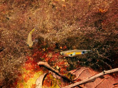 A female guppy watches the courtship of a colorful male guppy