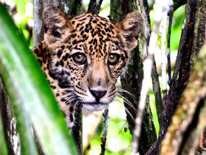 Un jaguar en el Amazonas.