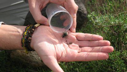 Un ejemplar del escarabajo Pimella, especie protegida. 
