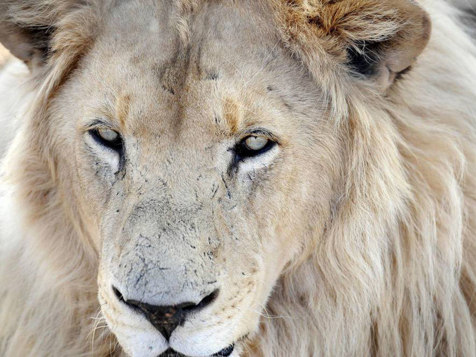 Un león ayuda a otro a escapar del ataque de 20 hienas | Mundo animal | EL  PAÍS