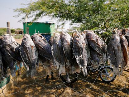 Tilapias pescadas en el lago Turkana de Kenia.