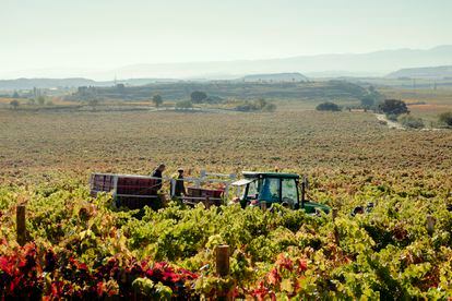 Un tractor sube y baja por los viñedos durante uno de los últimos días de la vendimia que suele finalizar en octubre.