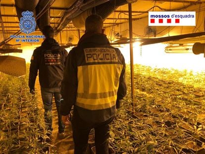 Los Mossos y la Policía desarticulan una de las mayores organizaciones de tráfico de marihuana de origen chino.