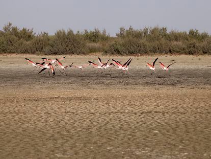 Un grupo de flamencos en la laguna de Santa Olalla, seca por completo en el Parque Nacional de Doñana. / PACO PUENTES