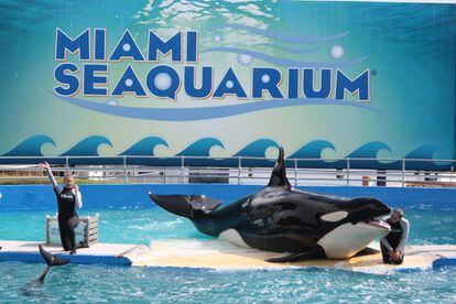 La orca Lolita en el Seaquarium de Miami.