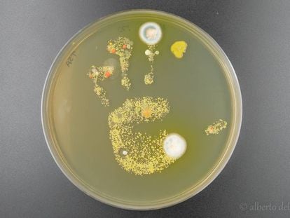 Bacterias de la mano de una niña, tras tocar una placa de agar con medio de cultivo para las bacterias y dejarla incubar unos días.