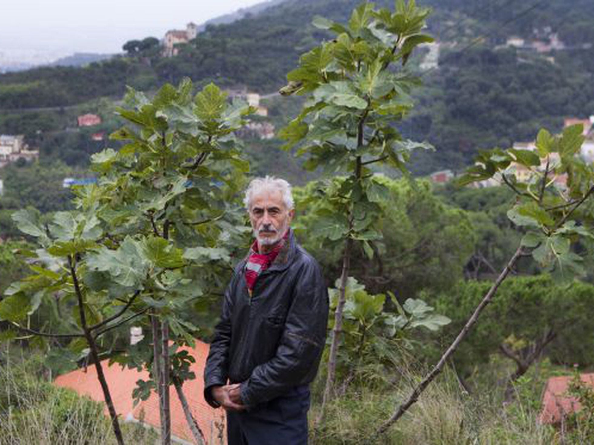 Barcelona sanciona con 3.600 euros a un ciudadano por cortar parte de una  higuera | Cataluña | EL PAÍS