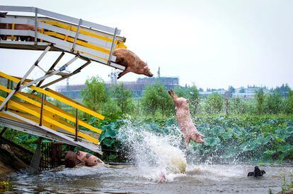 Cerdos lanzados desde una plataforma al agua durante un ejercicio diario en una granja de cerdos en Shenyang (China), el 14 de agosto de 2017.