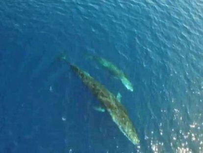 El segundo animal más grande del mundo, frente a la costa de Cataluña