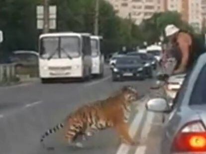 El tigre escapando de su dueño.