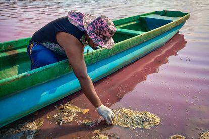 Un estudiante de biología de la UMAR recoge muestras del agua de la laguna.