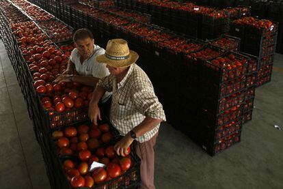 Dos agricultores esperan la venta de sus tomates en el mercado del Algarrobo.