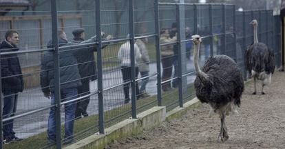 Ciudadanos ucranios fotografían las avestruces en la propiedad de Yanukóvich.